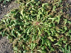 calyptridium monandrum